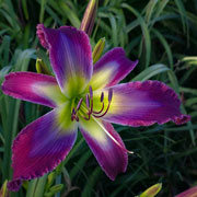 Undercover Dragon Daylily